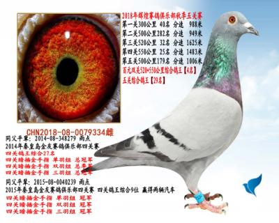 双关综合鸽王4名