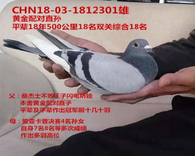 黄金配对孙代