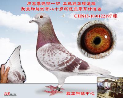 詹森大四关鸽王亚军068X四关鸽王亚军776近亲
