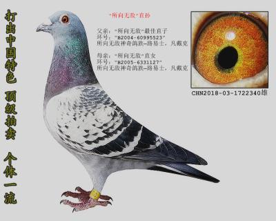 所向无敌近亲回血直孙 凡戴克
