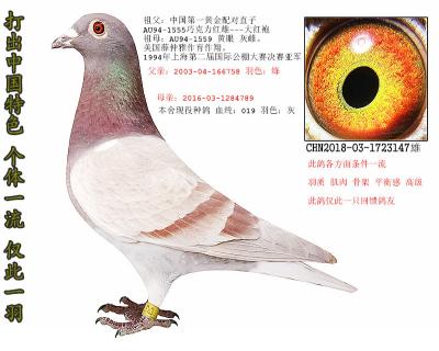 大红袍*虹桥闪电直子*詹森019