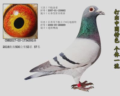石春宝不败王子 闪电娇娃