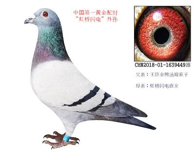 王臣金牌汤姆*虹桥闪电