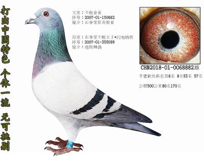 石春宝绝版老种鸽闪电娇娃不败王子近亲