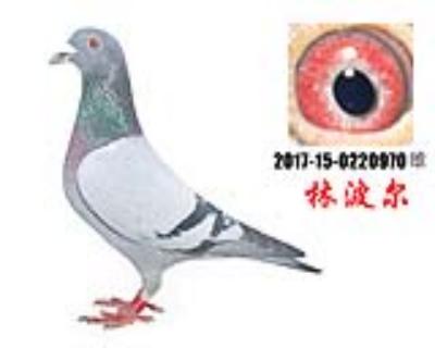 快如奇迹一金环林波尔种鸽