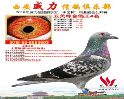 威力俱乐部鸽王4名