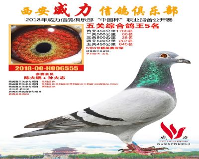 威力俱乐部鸽王5名
