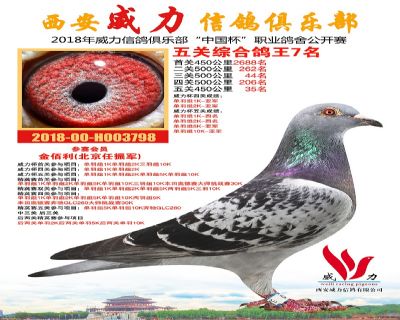 威力俱乐部鸽王7名