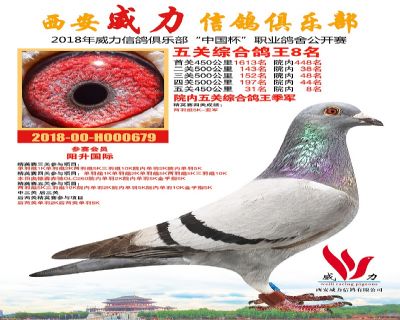 威力俱乐部鸽王8名
