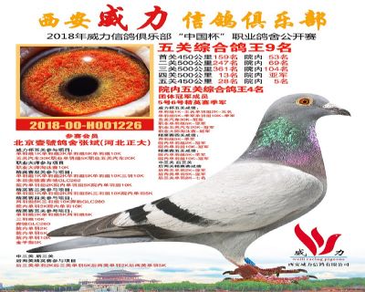 威力俱乐部鸽王9名