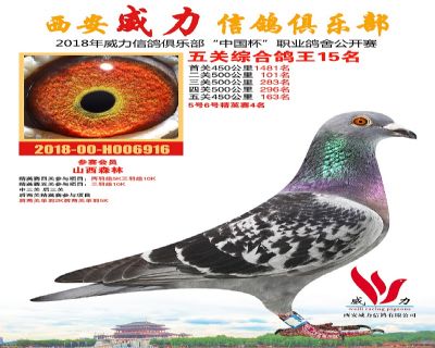 威力俱乐部鸽王15名