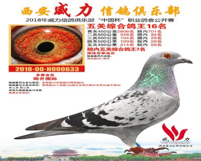 威力俱乐部鸽王16名