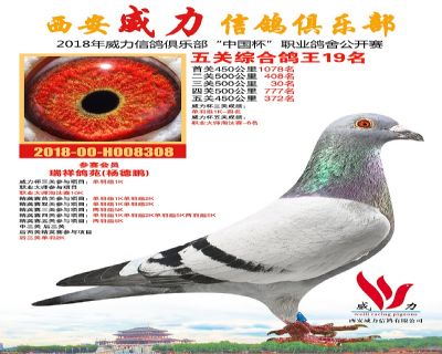 威力俱乐部鸽王19名