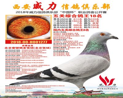 威力俱乐部鸽王18名