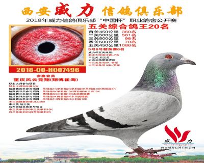 威力俱乐部鸽王20名