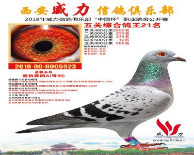 威力俱乐部鸽王21名