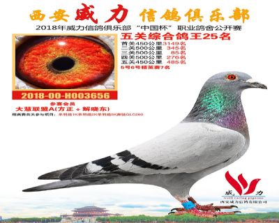 威力俱乐部鸽王25名