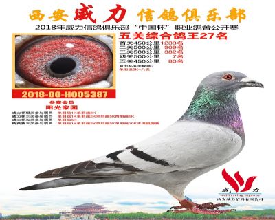 威力俱乐部鸽王27名