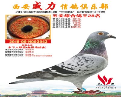 威力俱乐部鸽王28名