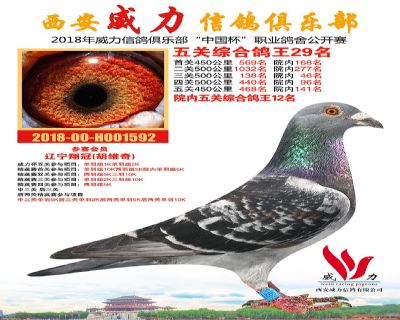 威力俱乐部鸽王29名