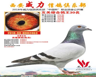 威力俱乐部鸽王30名