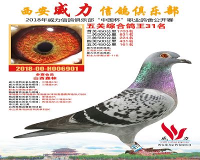 威力俱乐部鸽王31名