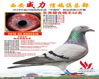 威力俱乐部鸽王32名