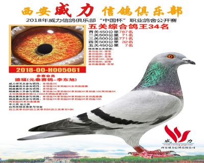 威力俱乐部鸽王34名