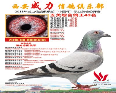 威力俱乐部鸽王43名