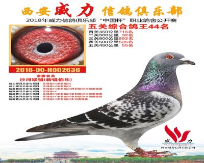 威力俱乐部鸽王44名