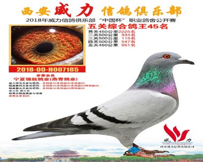 威力俱乐部鸽王45名