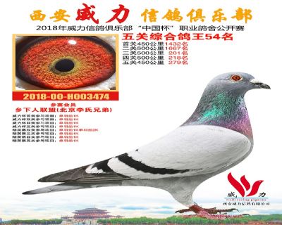 威力俱乐部鸽王54名