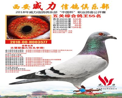 威力俱乐部鸽王55名