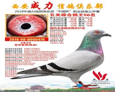 威力俱乐部鸽王56名