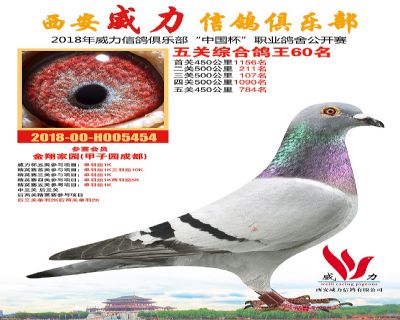 威力俱乐部鸽王60名