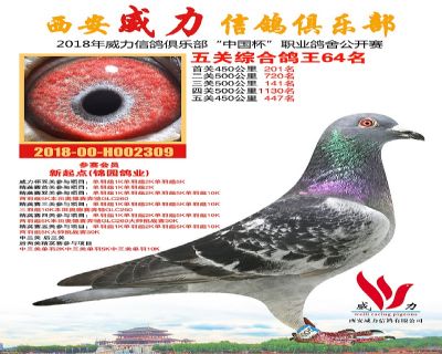 威力俱乐部鸽王64名