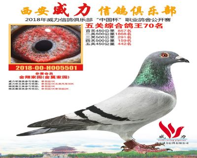 威力俱乐部鸽王70名