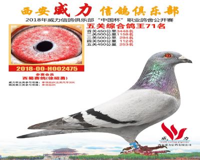 威力俱乐部鸽王71名