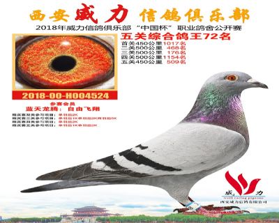 威力俱乐部鸽王72名