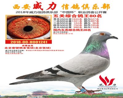 威力俱乐部鸽王80名