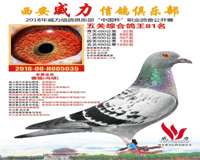 威力俱乐部鸽王81名