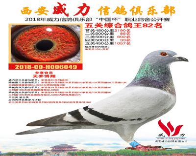 威力俱乐部鸽王82名