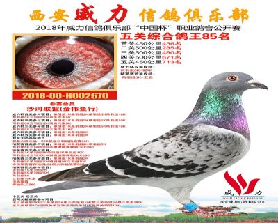 威力俱乐部鸽王85名