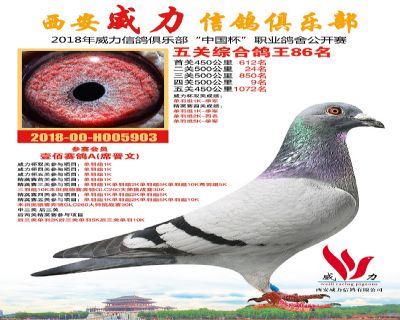 威力俱乐部鸽王86名