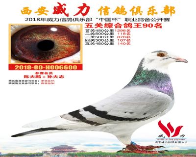 威力俱乐部鸽王90名
