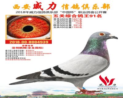 威力俱乐部鸽王91名