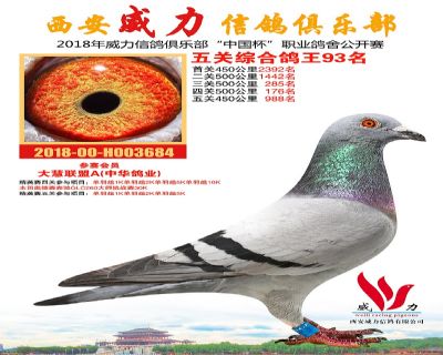 威力俱乐部鸽王93名