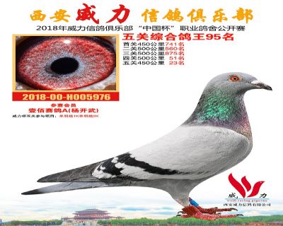 威力俱乐部鸽王95名