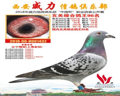 威力俱乐部鸽王96名