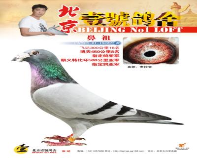 北京壹号鸽舍 - 中信网铭鸽展厅 www.ag188.com